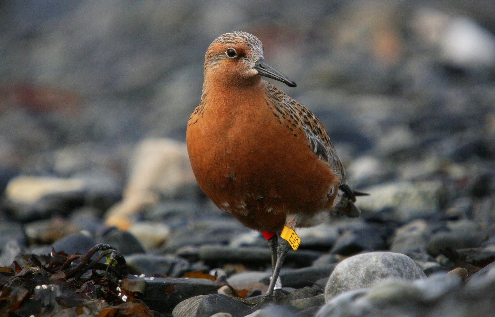Red Knot is one of the breeding species in the Arctic