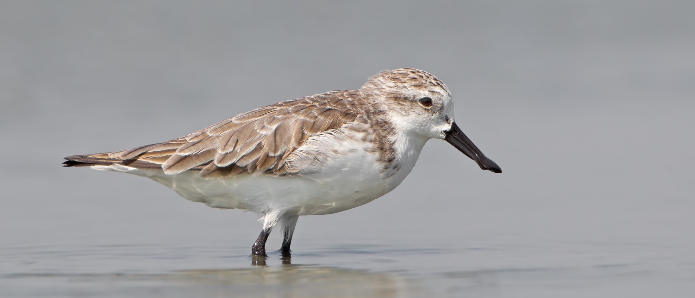 Spoon-billed sandpiper